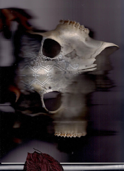 #reddeer #reh #schädel #deer #deerskull #rehkopf #bones #knochen #scan #objectscan #corpusdelicti #annegeorgius
