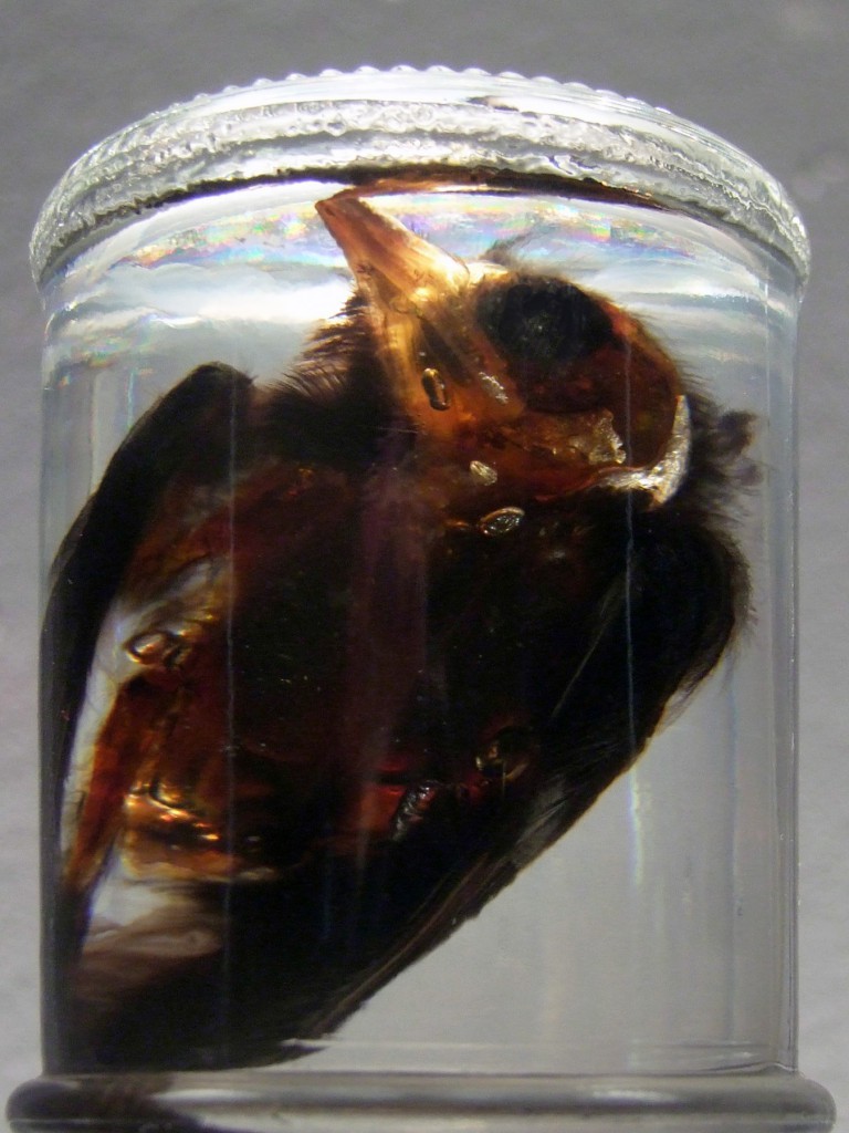 #einzelausstellung #konserven #sinnträger #tattoo #leipzig #medienkunst #installation #präparate #methylsalizylat #fische #fledermaus #kohlmeise #wildschwein #skull #alufolie #aluminiumfolienabdrücke #facebook #comment #spine #rehbock #cranium #apperzeption #konservierung #octopus #pelz #pelzkragen