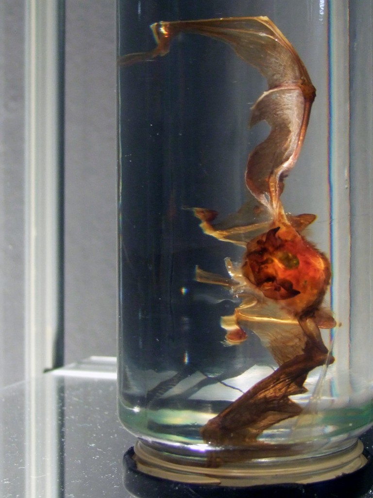 #einzelausstellung #konserven #sinnträger #tattoo #leipzig #medienkunst #installation #präparate #methylsalizylat #fische #fledermaus #kohlmeise #wildschwein #skull #alufolie #aluminiumfolienabdrücke #facebook #comment #spine #rehbock #cranium #apperzeption #konservierung #octopus #pelz #pelzkragen