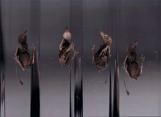 #bird #birdskeleton #vogelskelett #bones #knochen #scan #objectscan #corpusdelicti #annegeorgius
