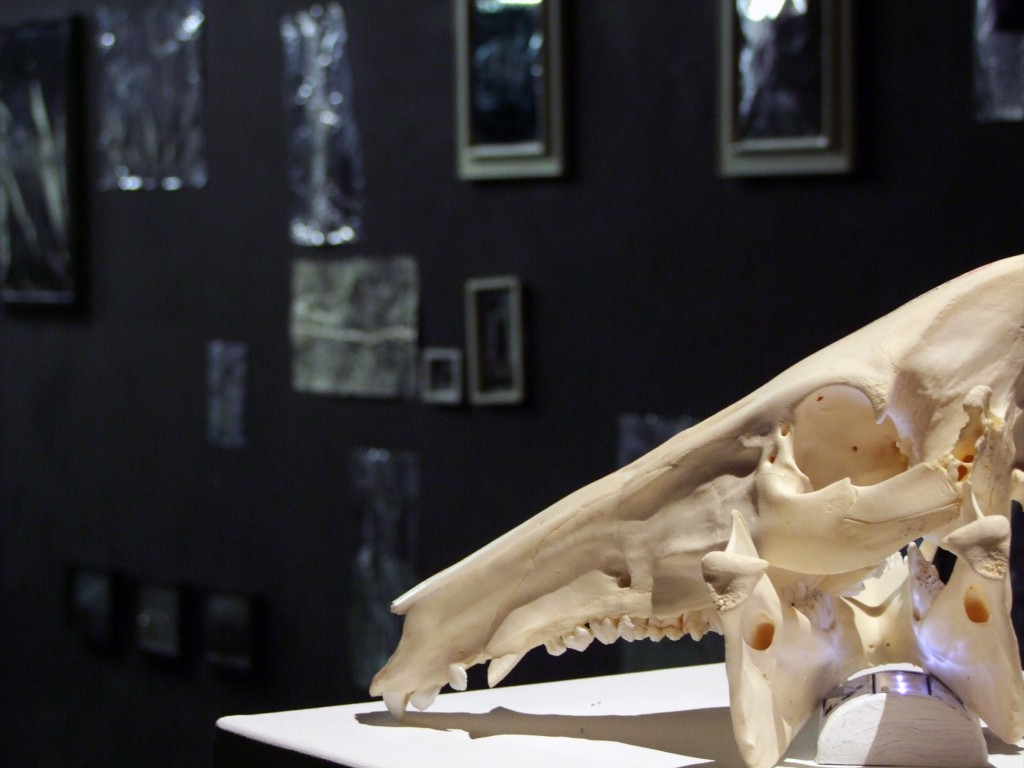#einzelausstellung #konserven #sinnträger #tattoo #leipzig #medienkunst #installation #präparate #methylsalizylat #fische #fledermaus #kohlmeise #wildschwein #skull #alufolie #aluminiumfolienabdrücke #facebook #comment #spine #rehbock #cranium #apperzeption #konservierung #octopus #pelz #pelzkragen